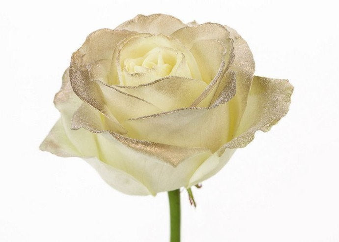 Bouquet of long white roses with golden blush