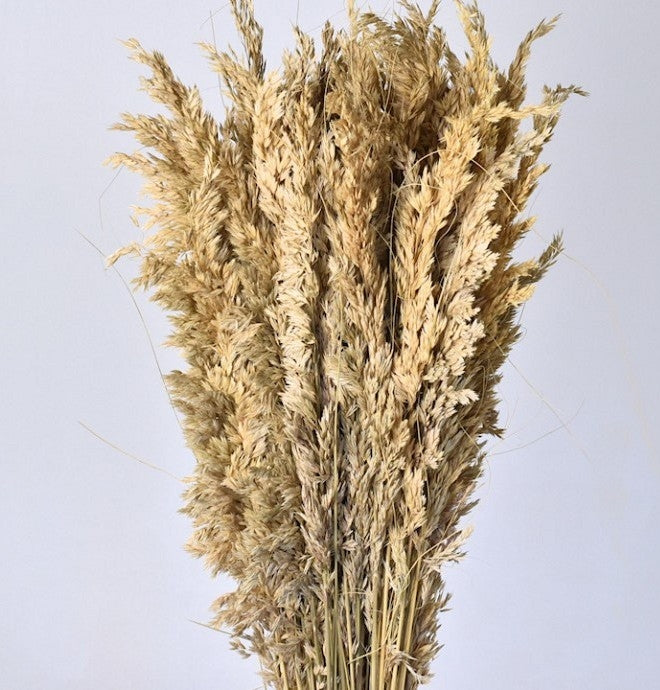 Festuca dried