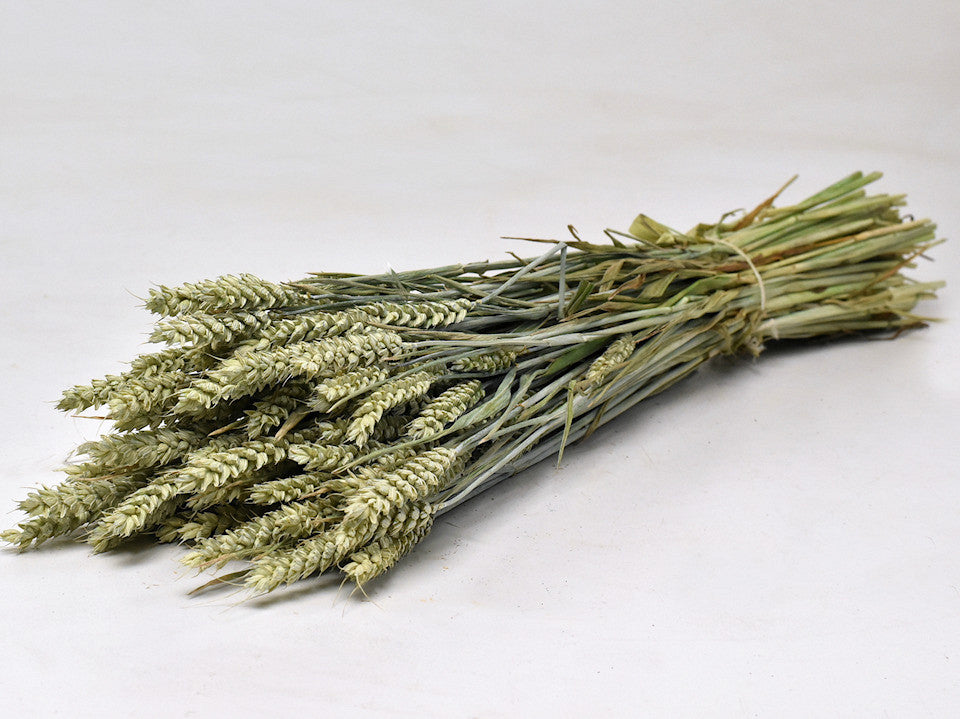 Gedroogde Tarwe (Triticum) naturel