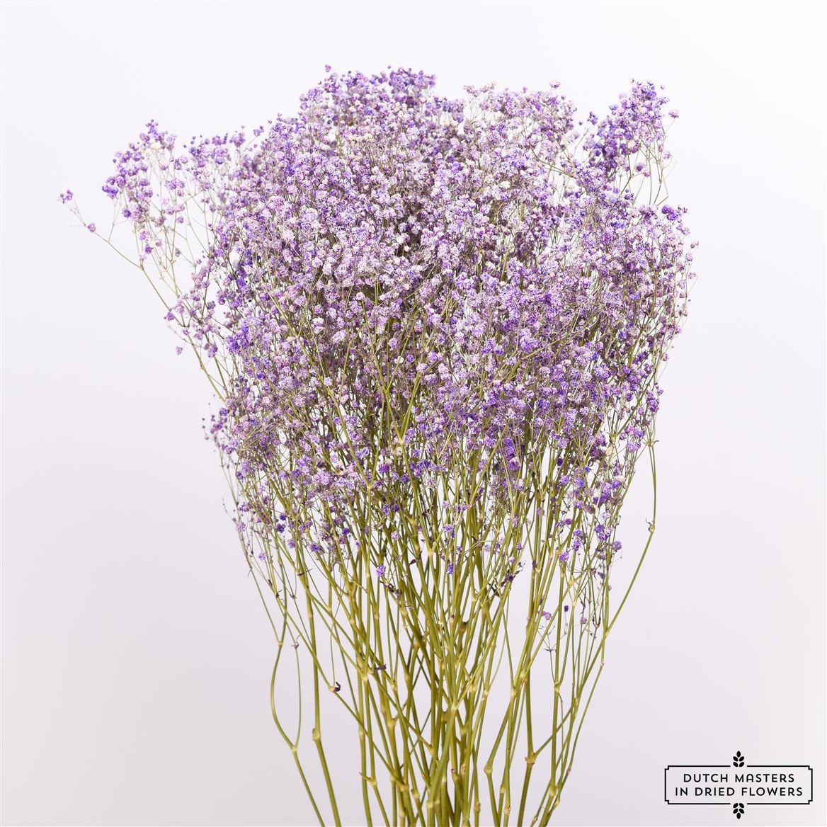 Gypsophila Lila gedroogd (Gipskruid)