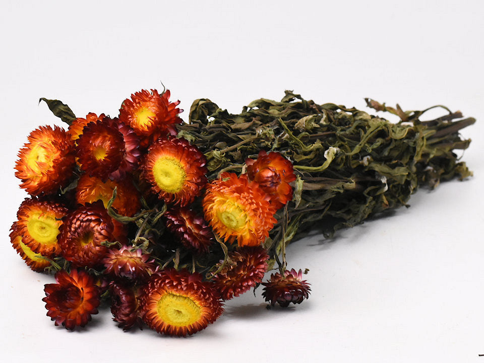 Helichrysum Oranje-Rood 45 cm