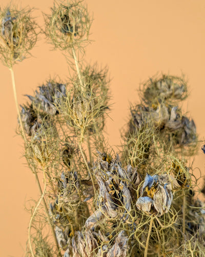 Gedroogde nigella bloem – blauw