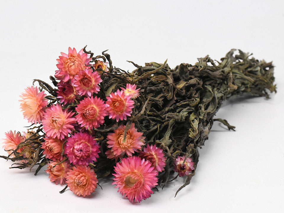 HELICHRYSUM SALMON-PINK 45CM