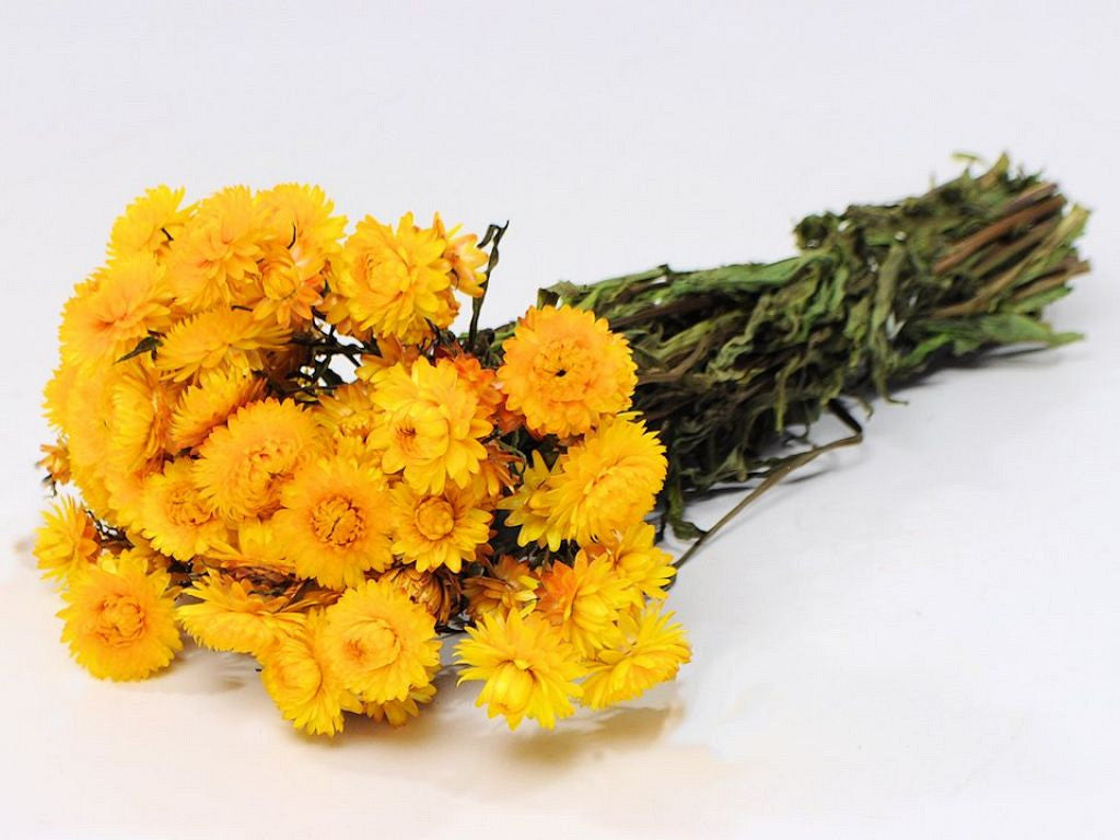 Helichrysum jaune 45 cm