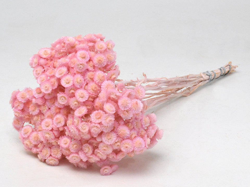 Helichrysum Immortelle 30 cm rose