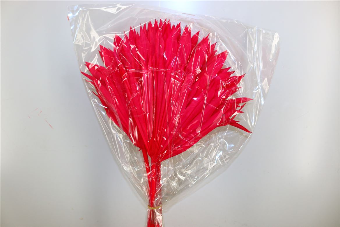 Dried Palm Sun Spear Cerise