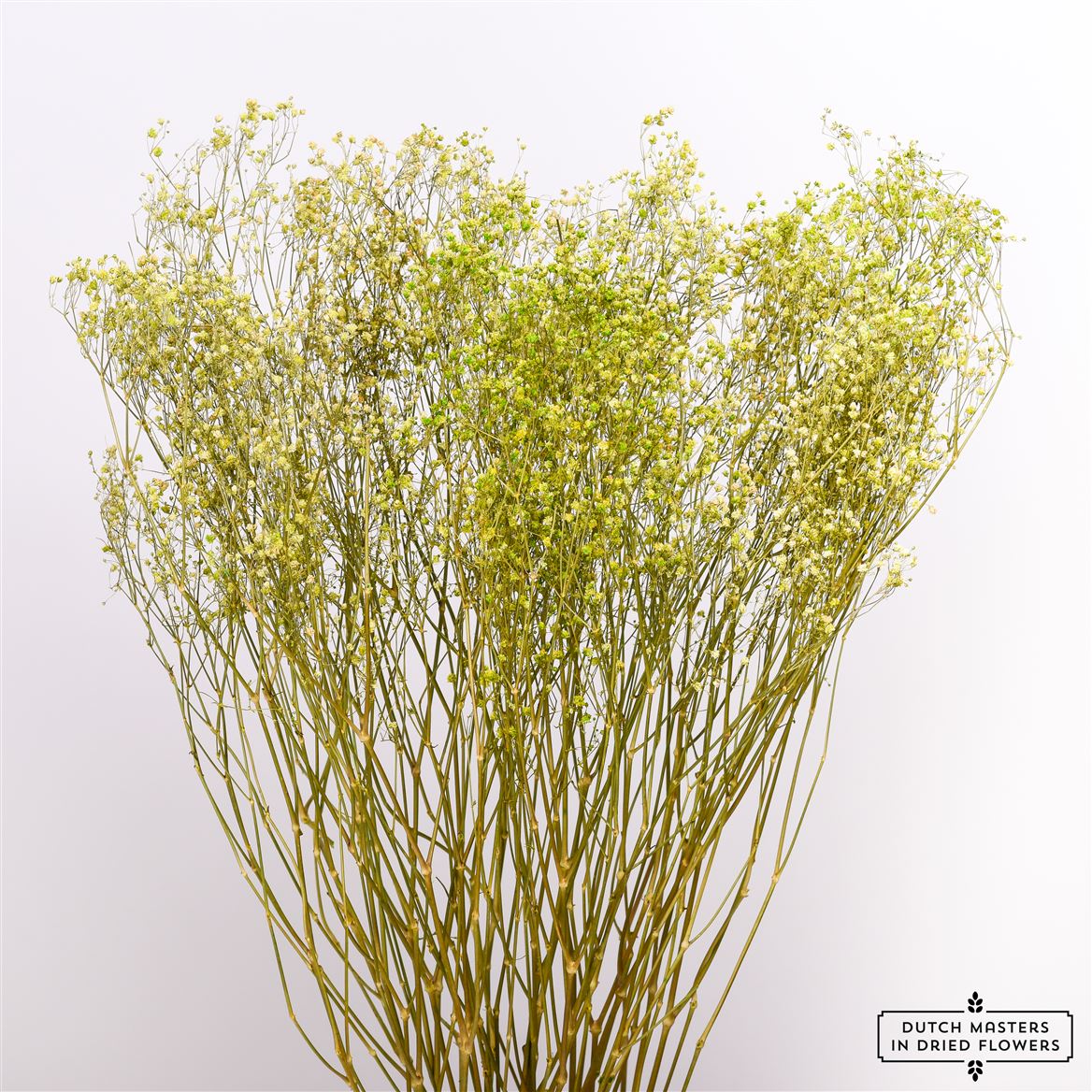 Gypsophila Groen gedroogd (Gipskruid)