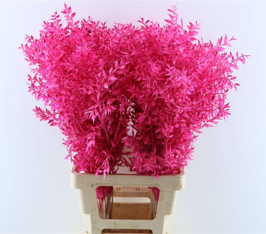 RUSCUS CERISE PASTED