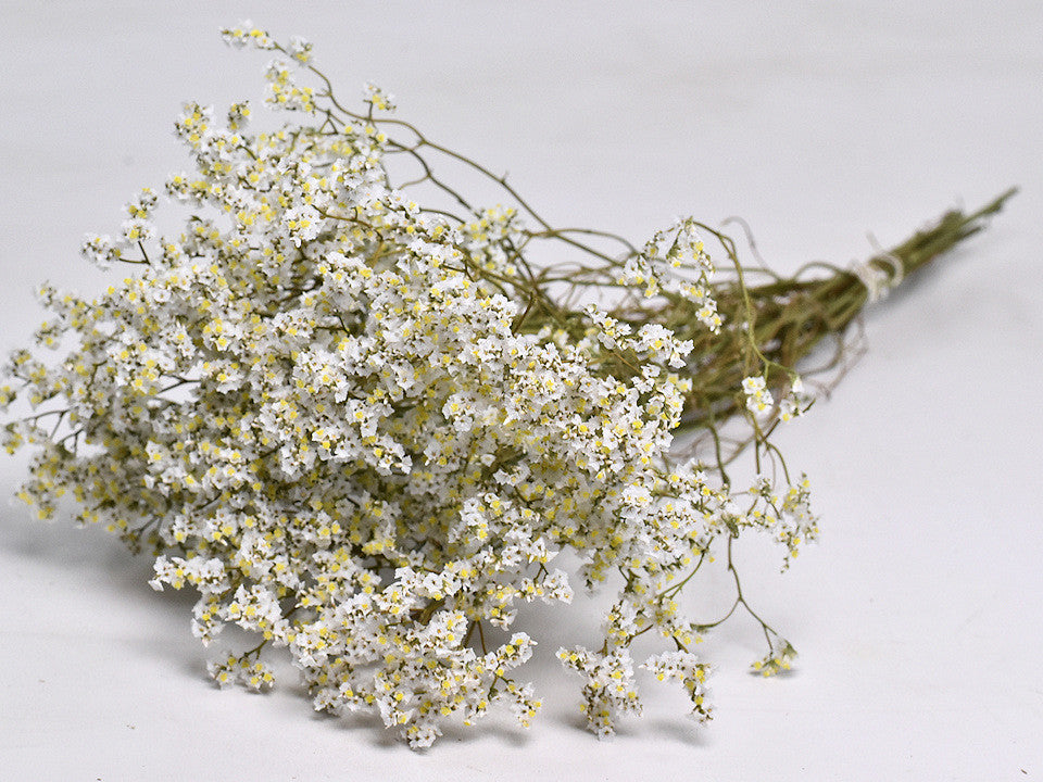 Limonium séché blanc diamant