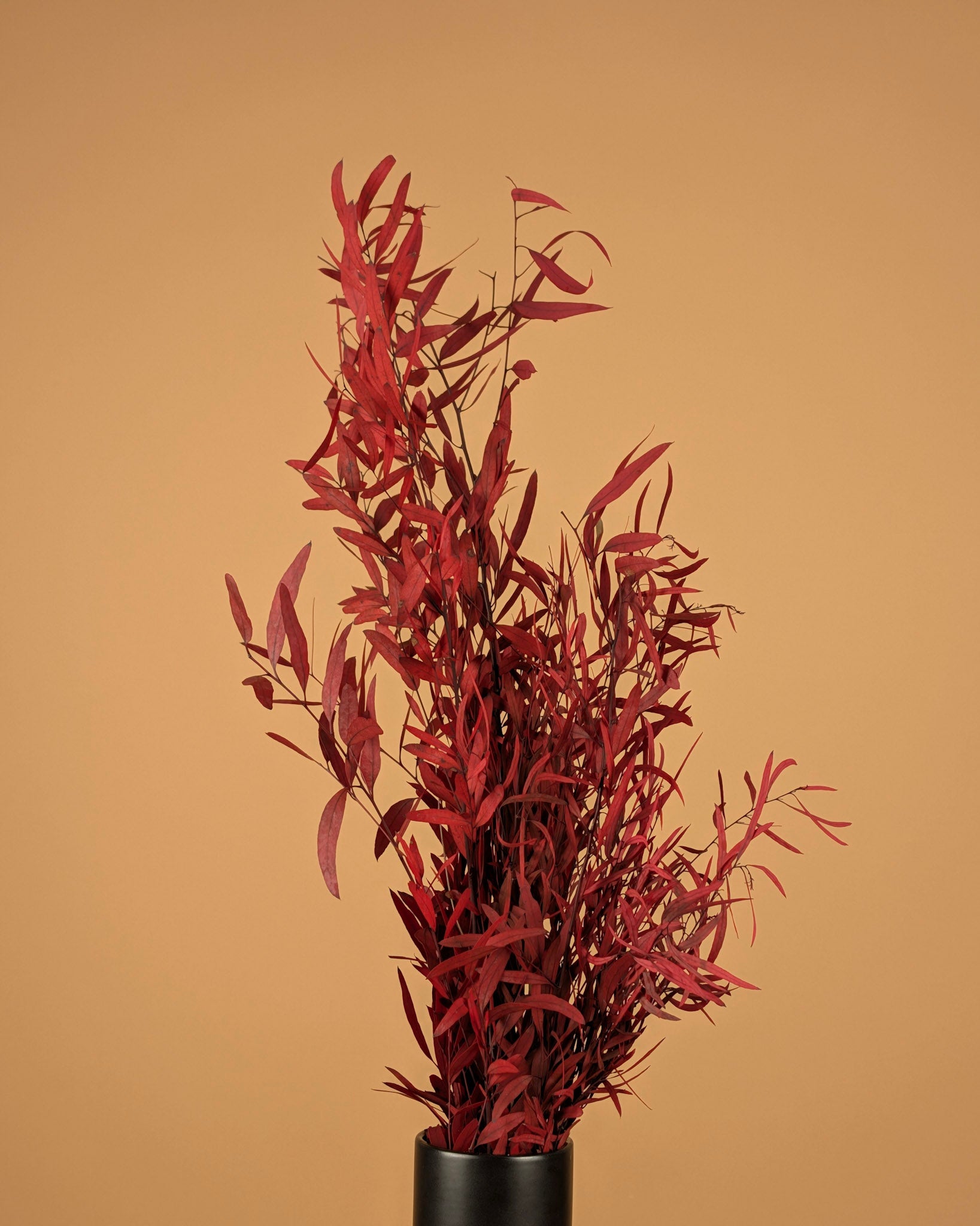 Eucalyptus Nicoly red preserved