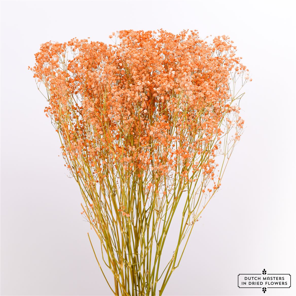 Gipspraid (Gypsophilie) orange getrocknet