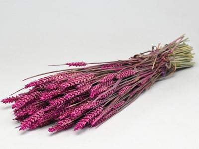 Dried Wheat Dark Pink (Triticum)