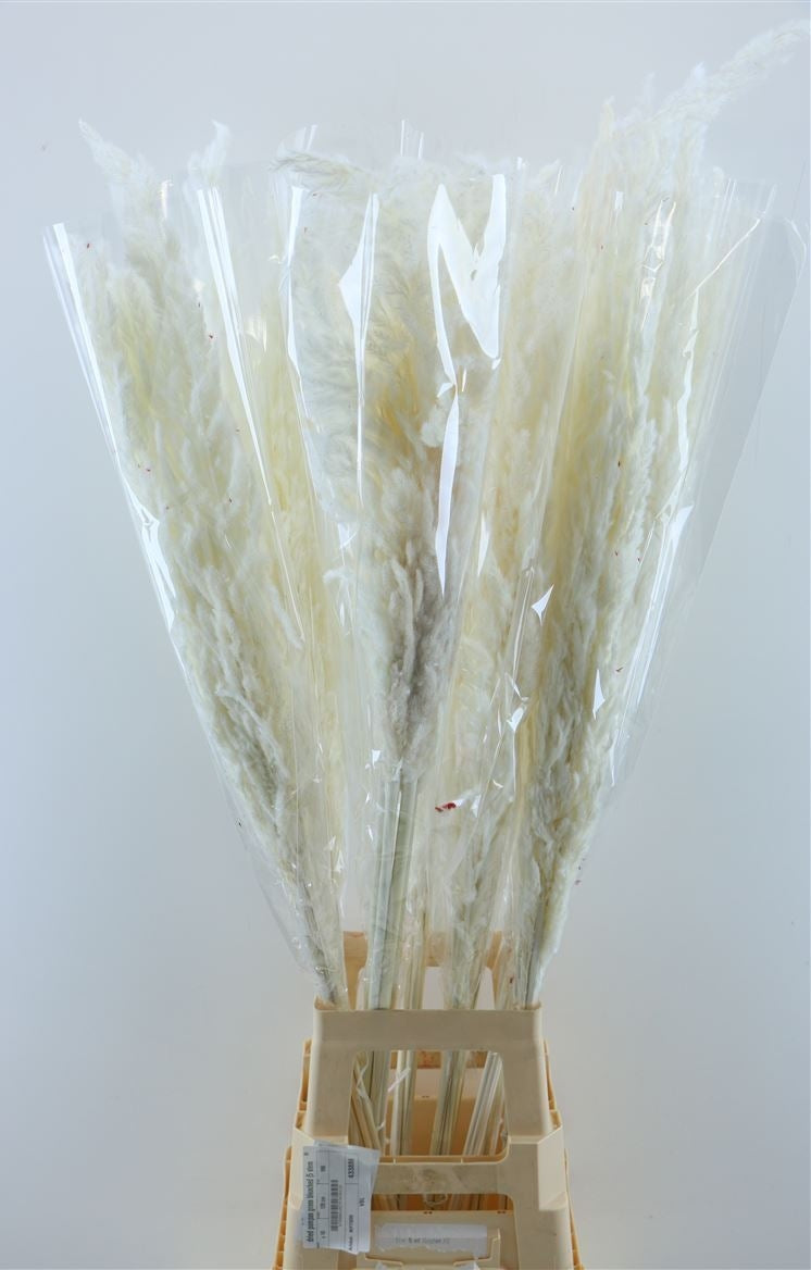 Les panaches d'Erianthus blanchis séchés