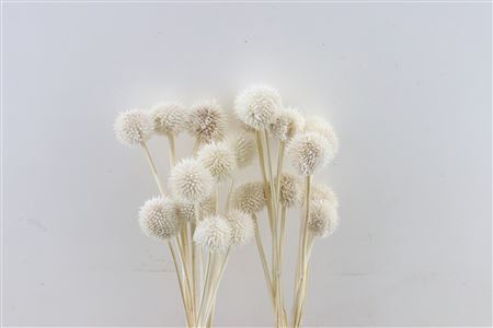 Dried Leonotis Bleached Per Stem