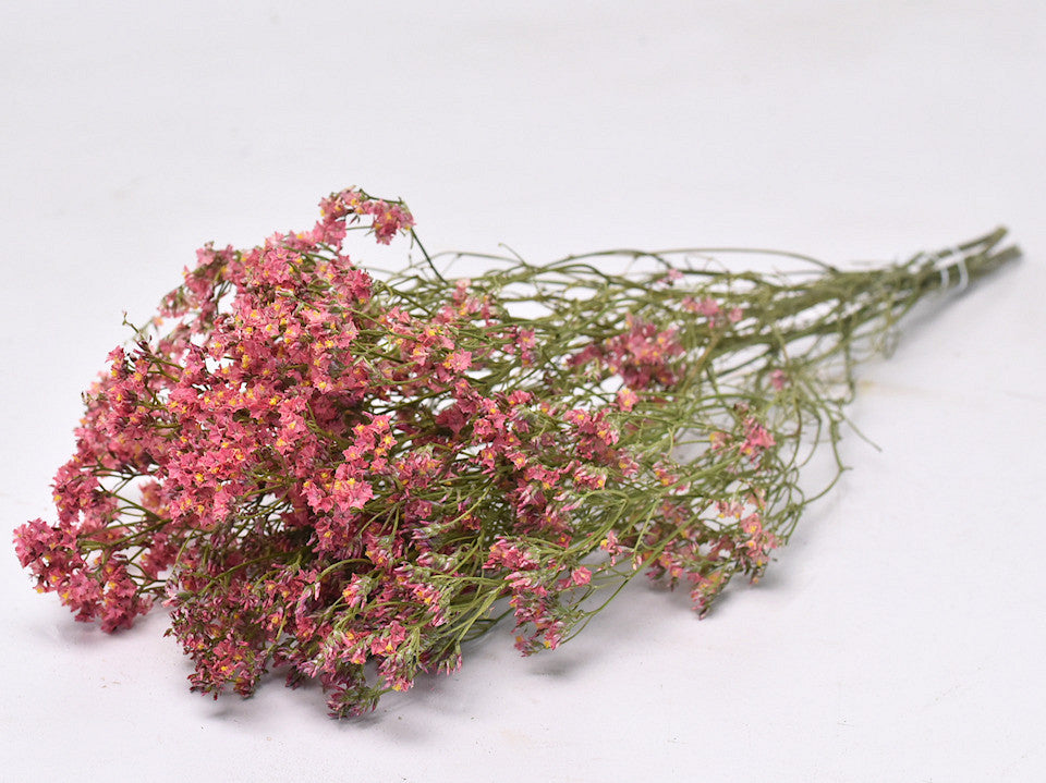 Gedroogde Limonium Diamond Rood