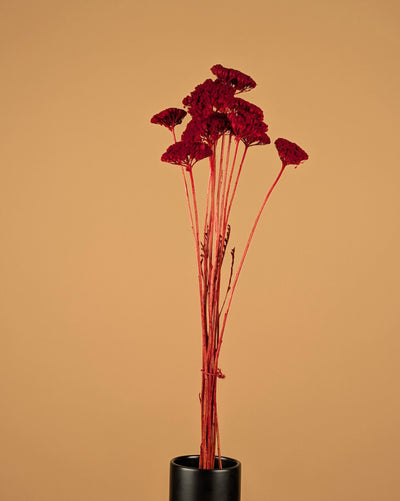 Dried Achillea Parker Red