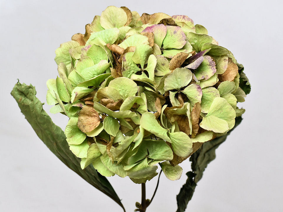 Hortensia séchée, par acier