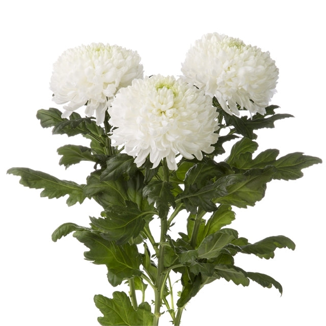 10 Mono Chrysanthemen dekorative verschiedene Farben