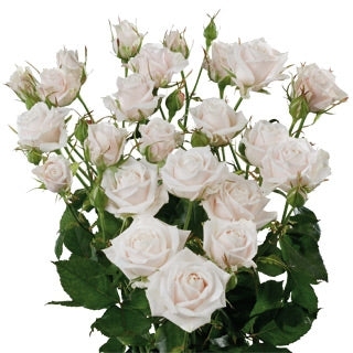 Bouquet Blanc Trosrozen Longueur 60 cm