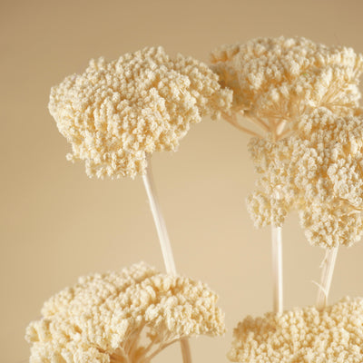 Séché Achillea Parker blanchied