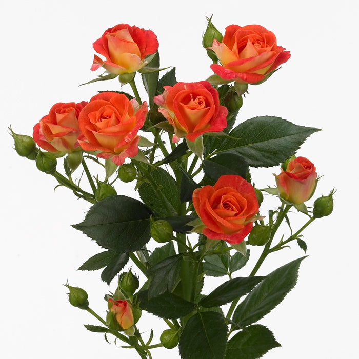 Bouquet Oranje Trosrozen Length 60 cm