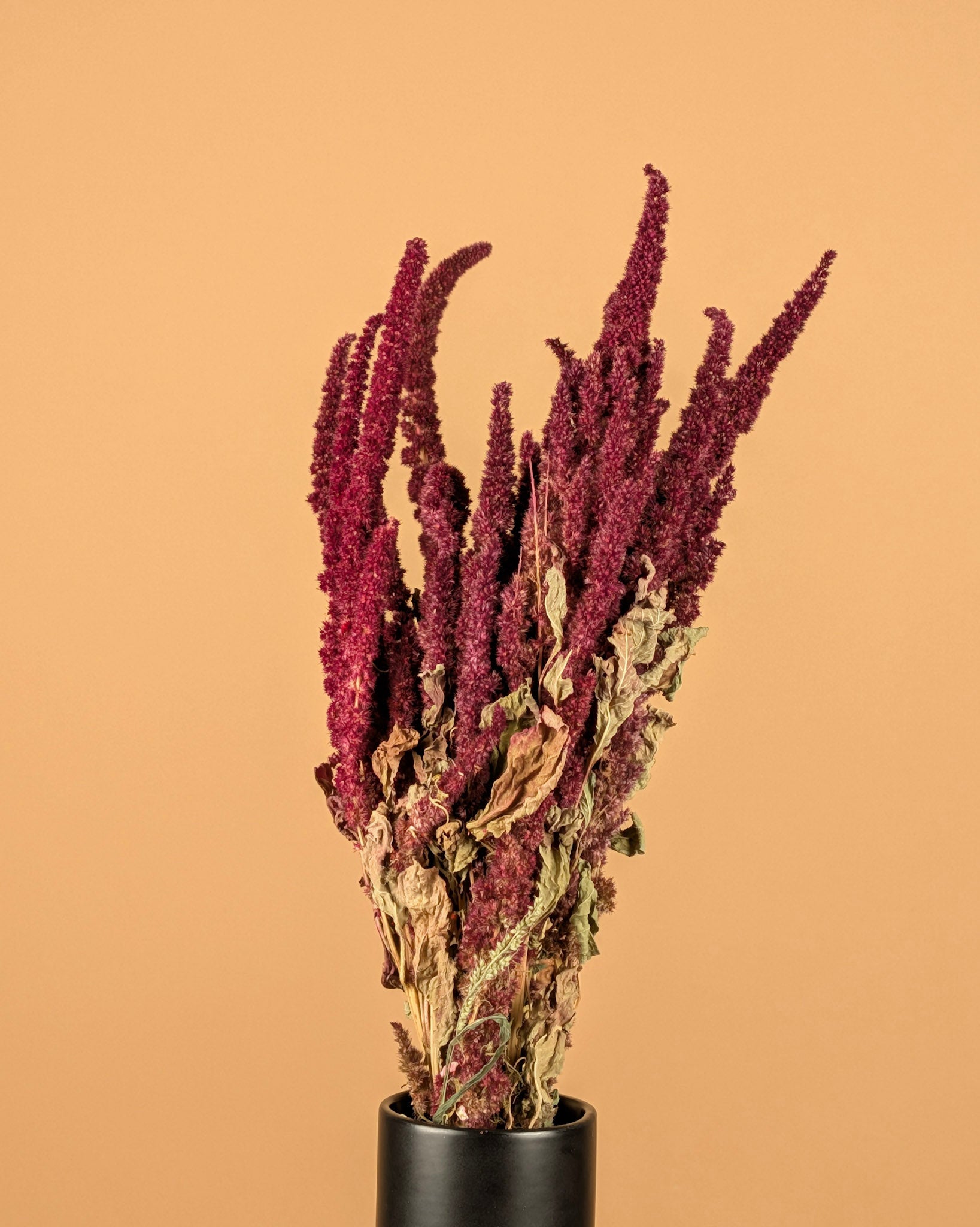 Gedroogde amaranthus – rood