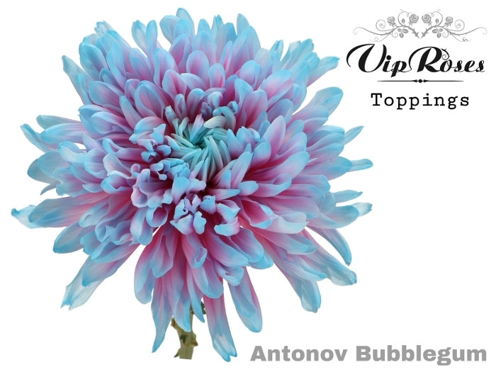 10 chrysanthemums Decorative painted Antonov Bubblegum