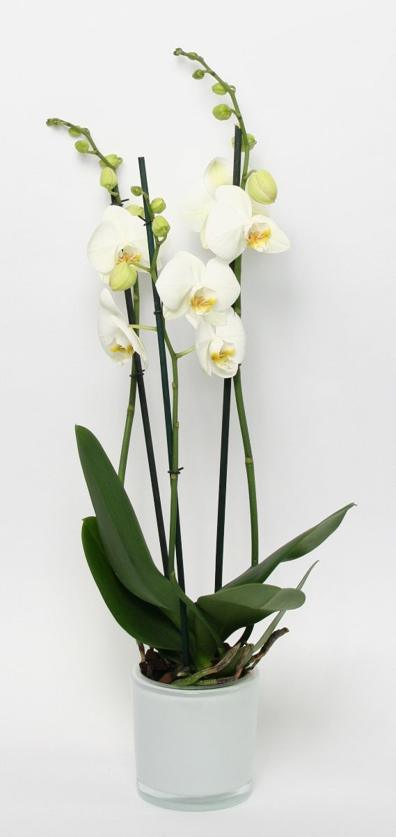 Phalaenopsis blanc 3 branches dans un endroit en verre blanc