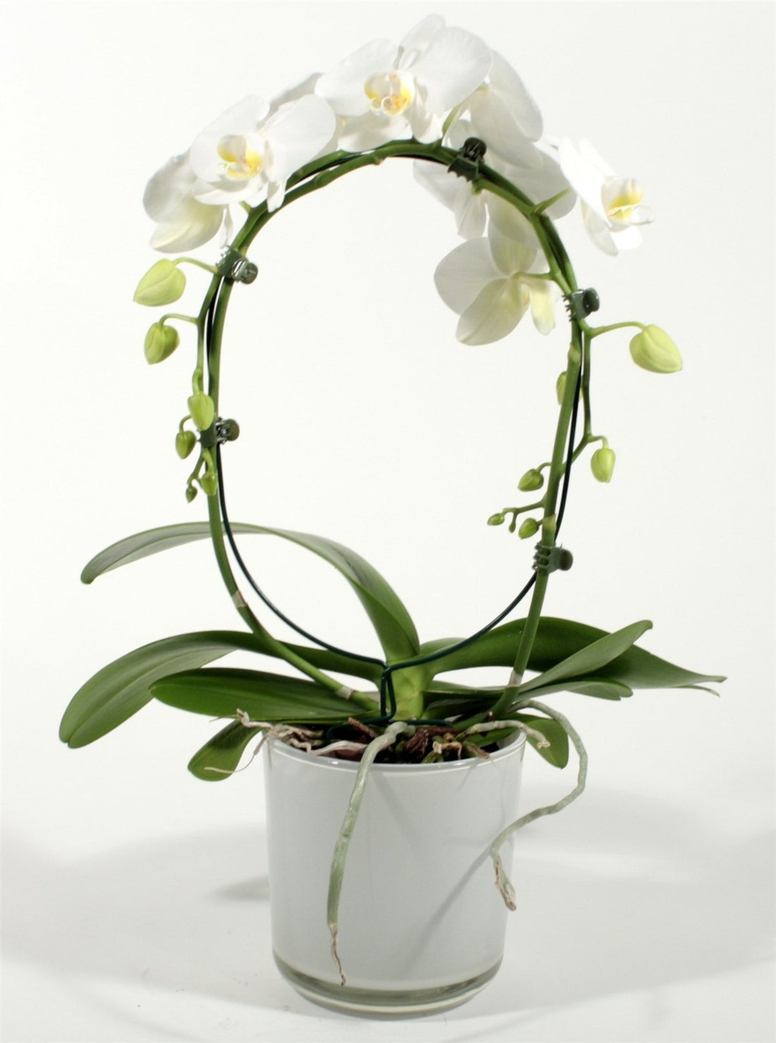 Phalaenopsis Blanc blanc dans Claudia Glass Spot