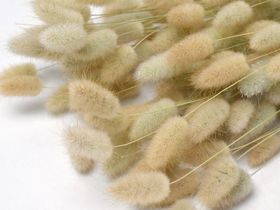Lagurus 70 cm