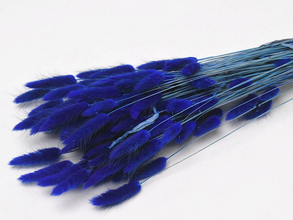 Lagurus Blue 60 cm