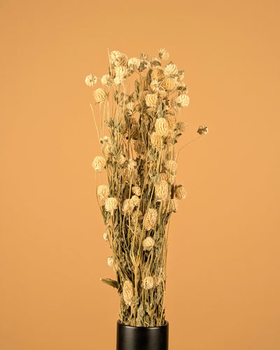 Dried Gomphrena White