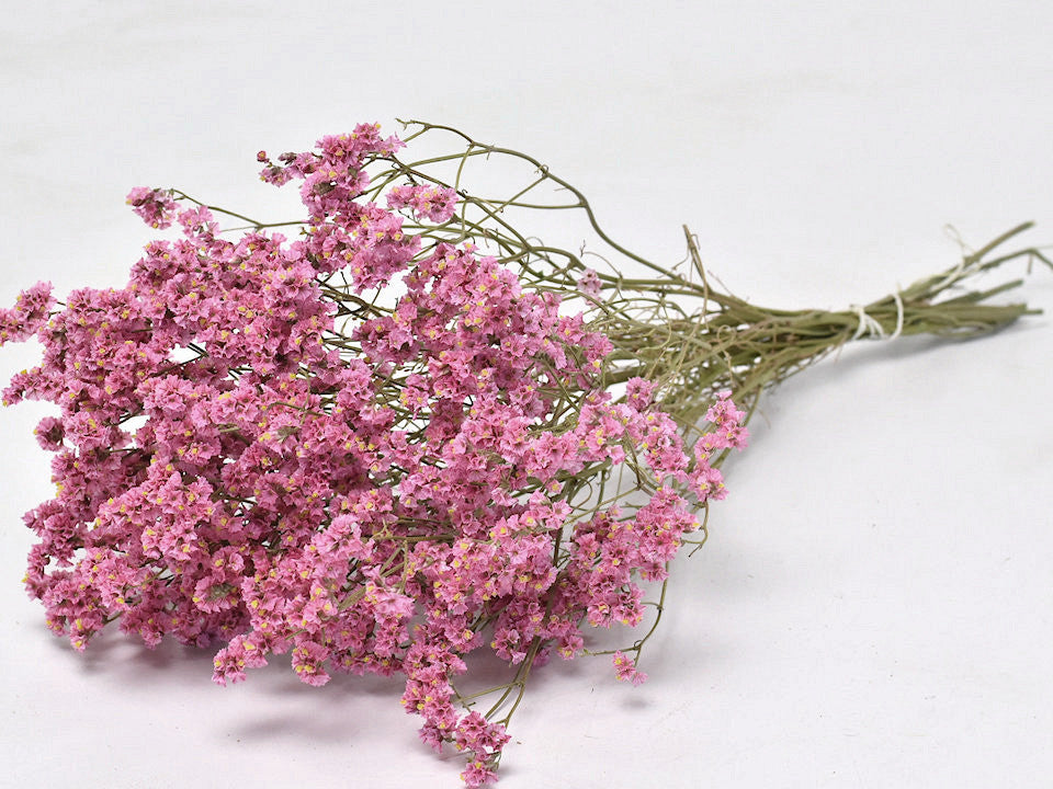 Limonium rose 60 cm