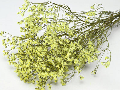 Limoniumgelb 65 cm