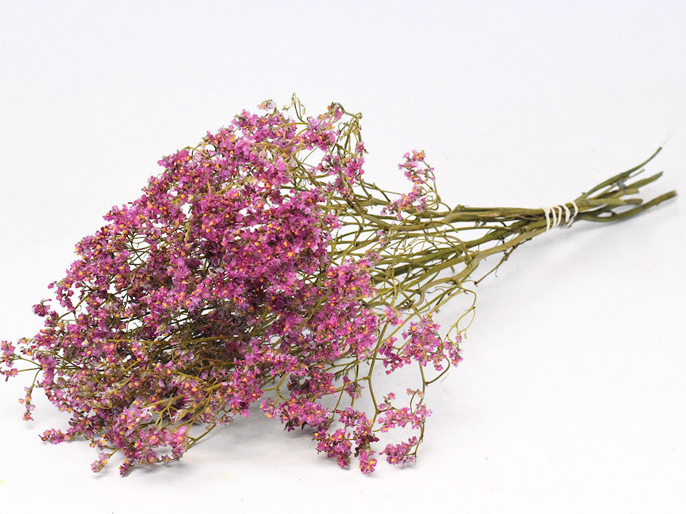 Limonium Cerise 60 cm