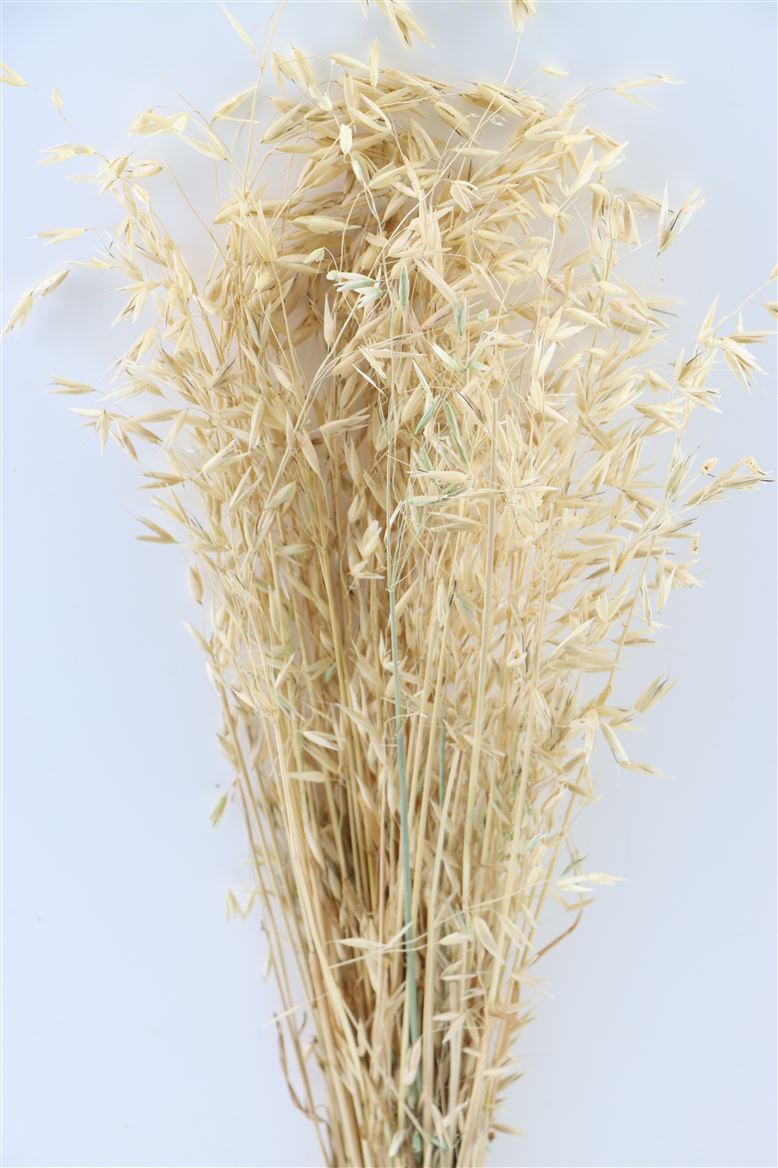 Dried oats (Avena) Wild semi bleached