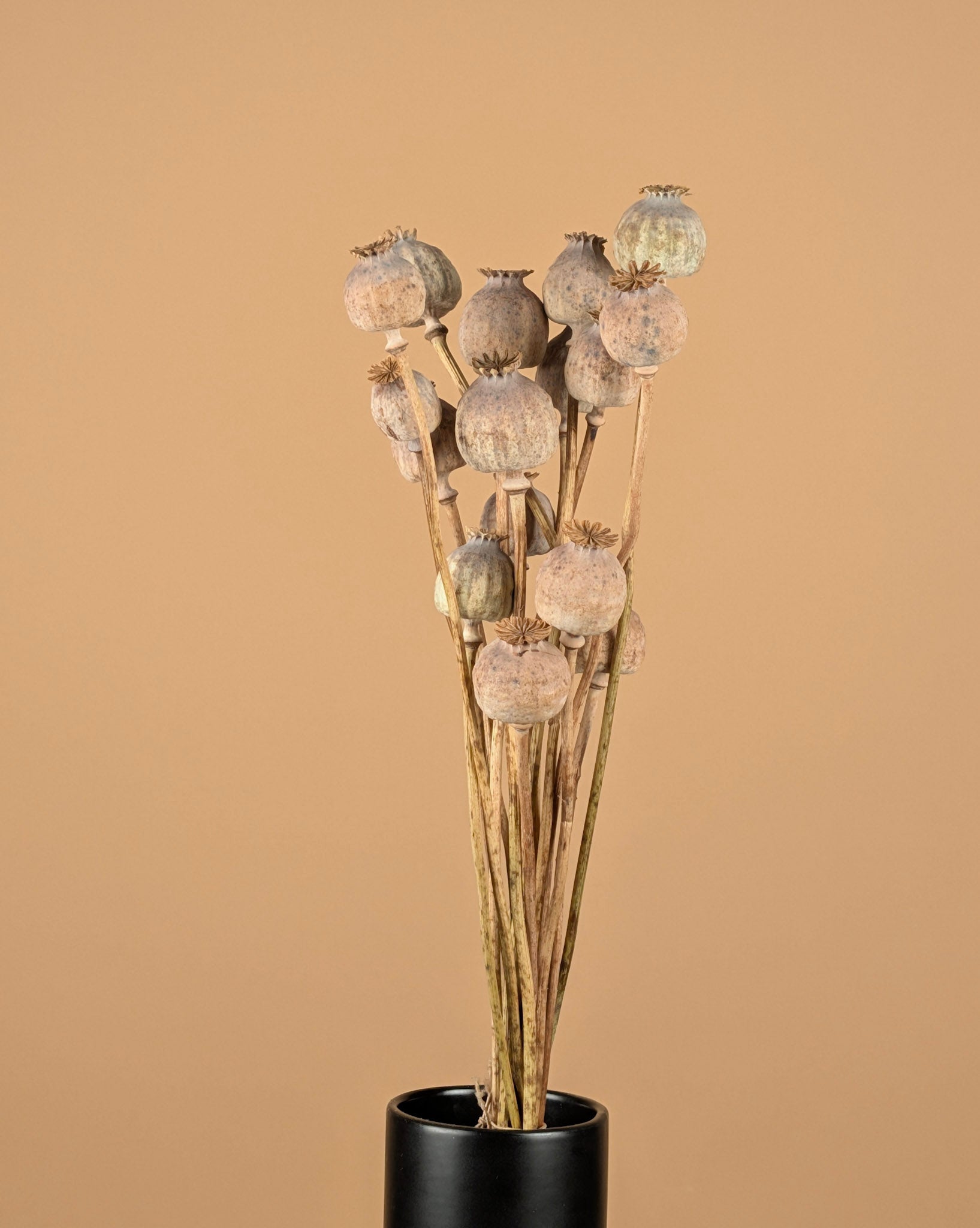 Dried Papaver Natural Green/Gray