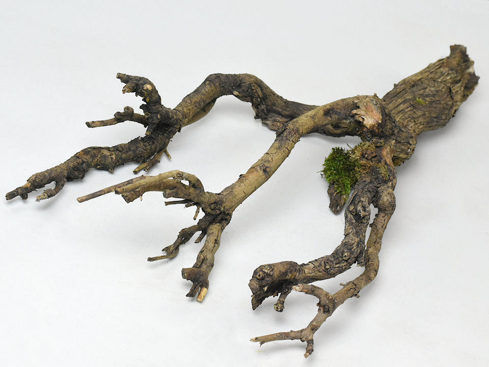 Series branch 60-80cm