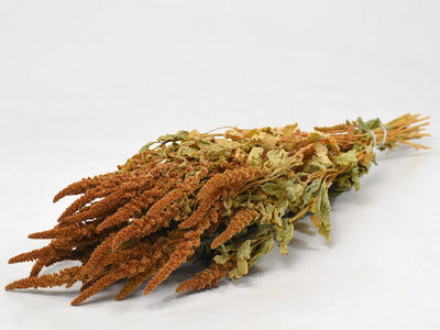 Amaranthus séché à l'orange