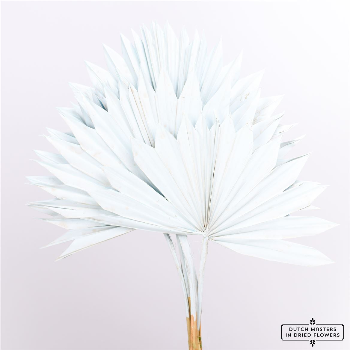 Dried Palm Sun Spear Light Blue