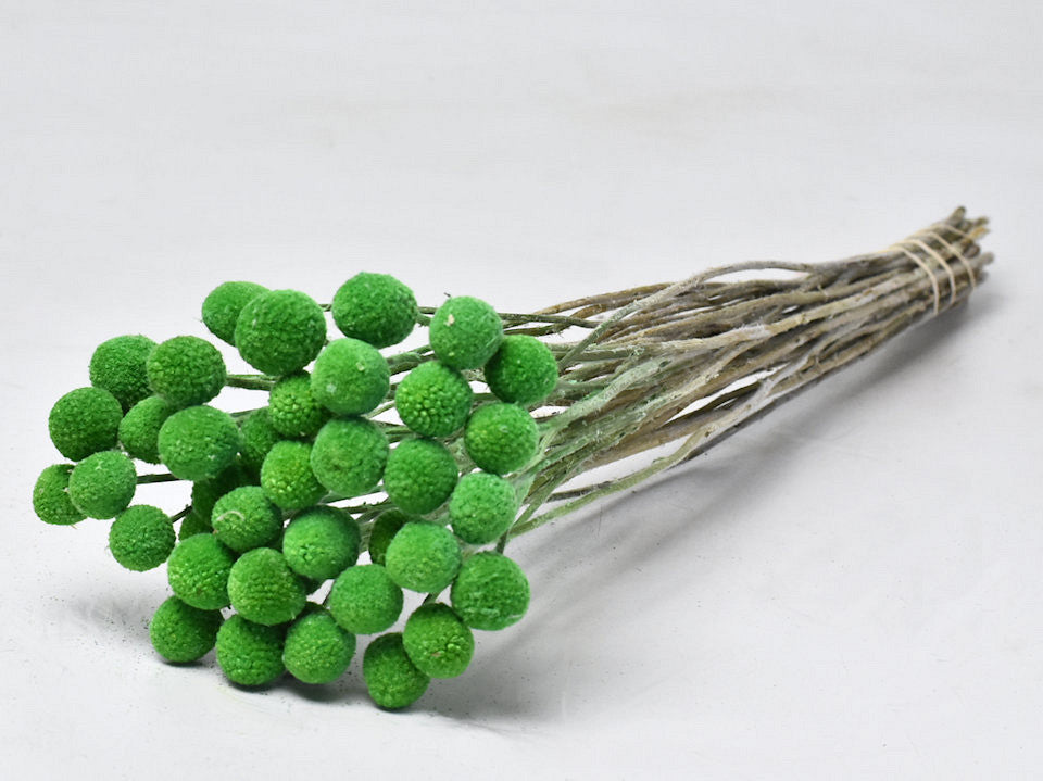 Craspedia Green Dried (Billy Button)