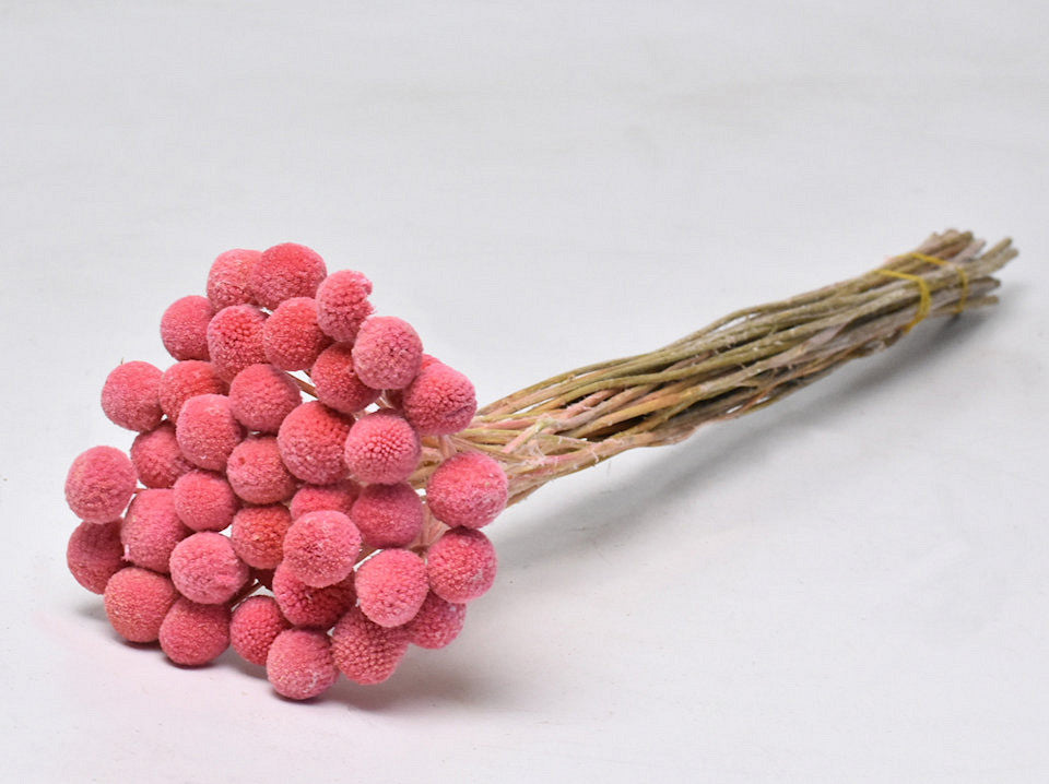 Craspedia séché rose clair