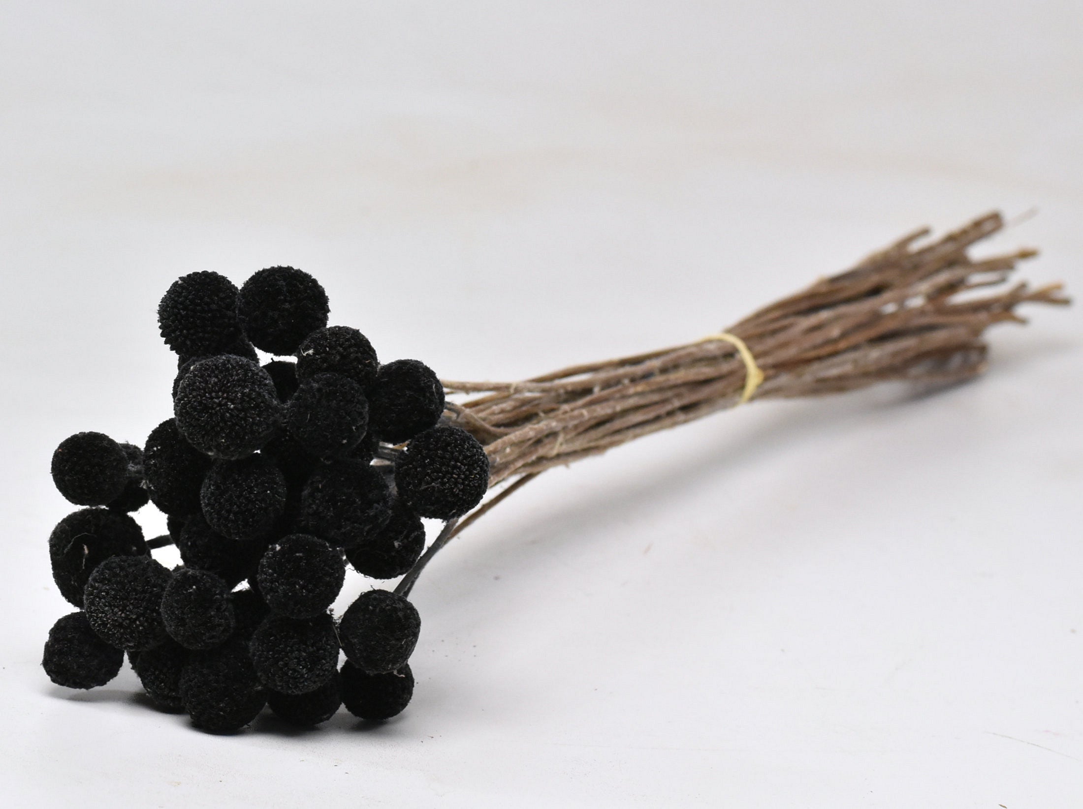 Craspedia séché noir (Billy Button)