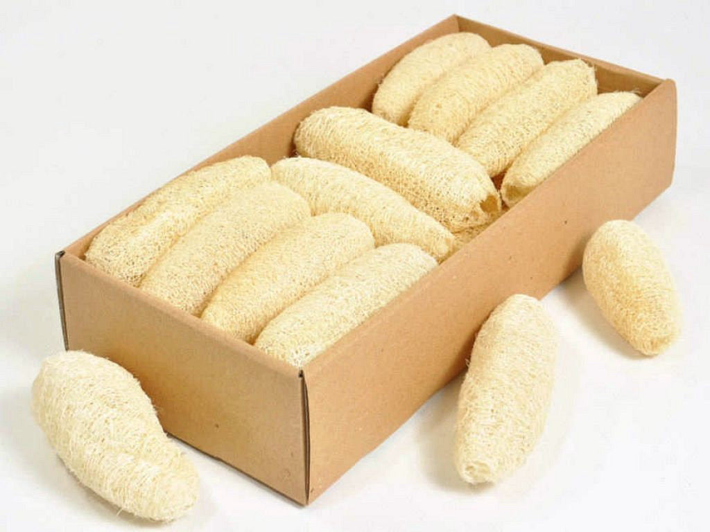 Luffa 10-12cm blanchis 20 pack