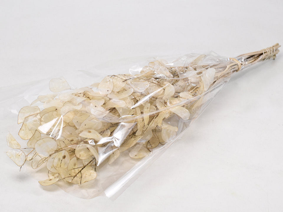 Juduspencing Lunaria 70 cm