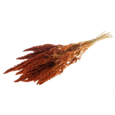 Gedroogde amaranthus – oranje