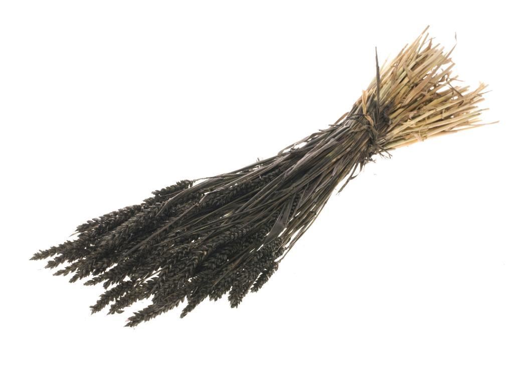 Dried wheat black