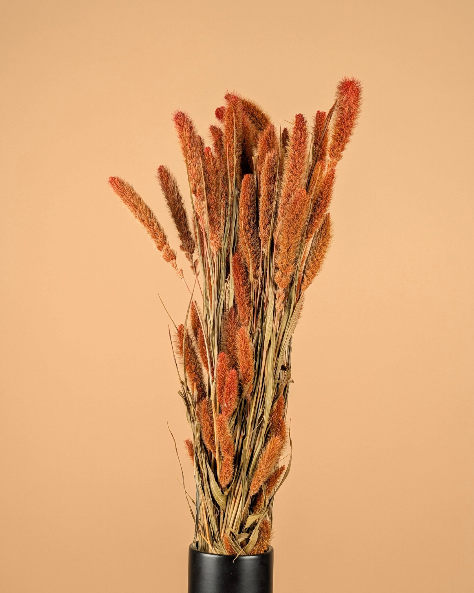 Dried Setaria Orange