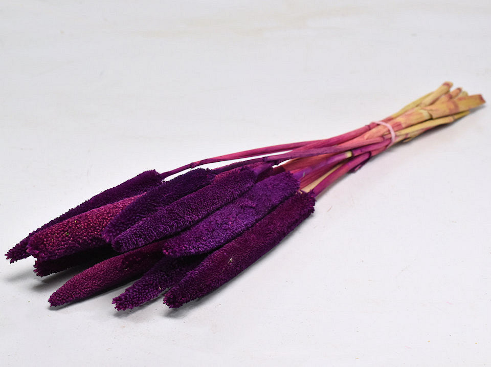 Gedroogde babala - paars