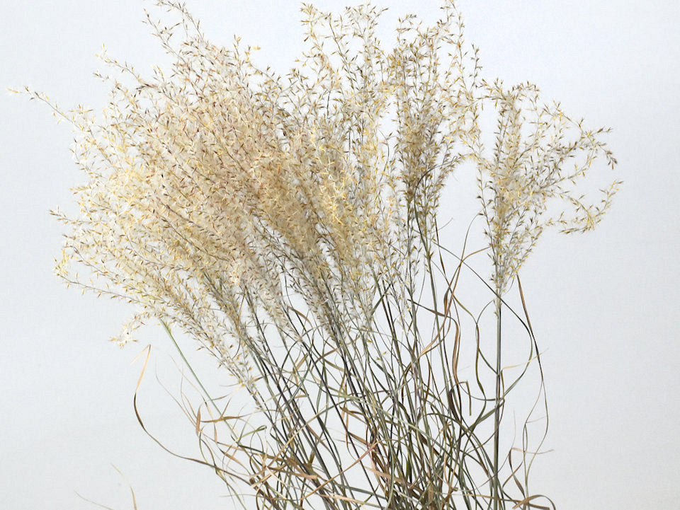 Miscanthus 90 cm